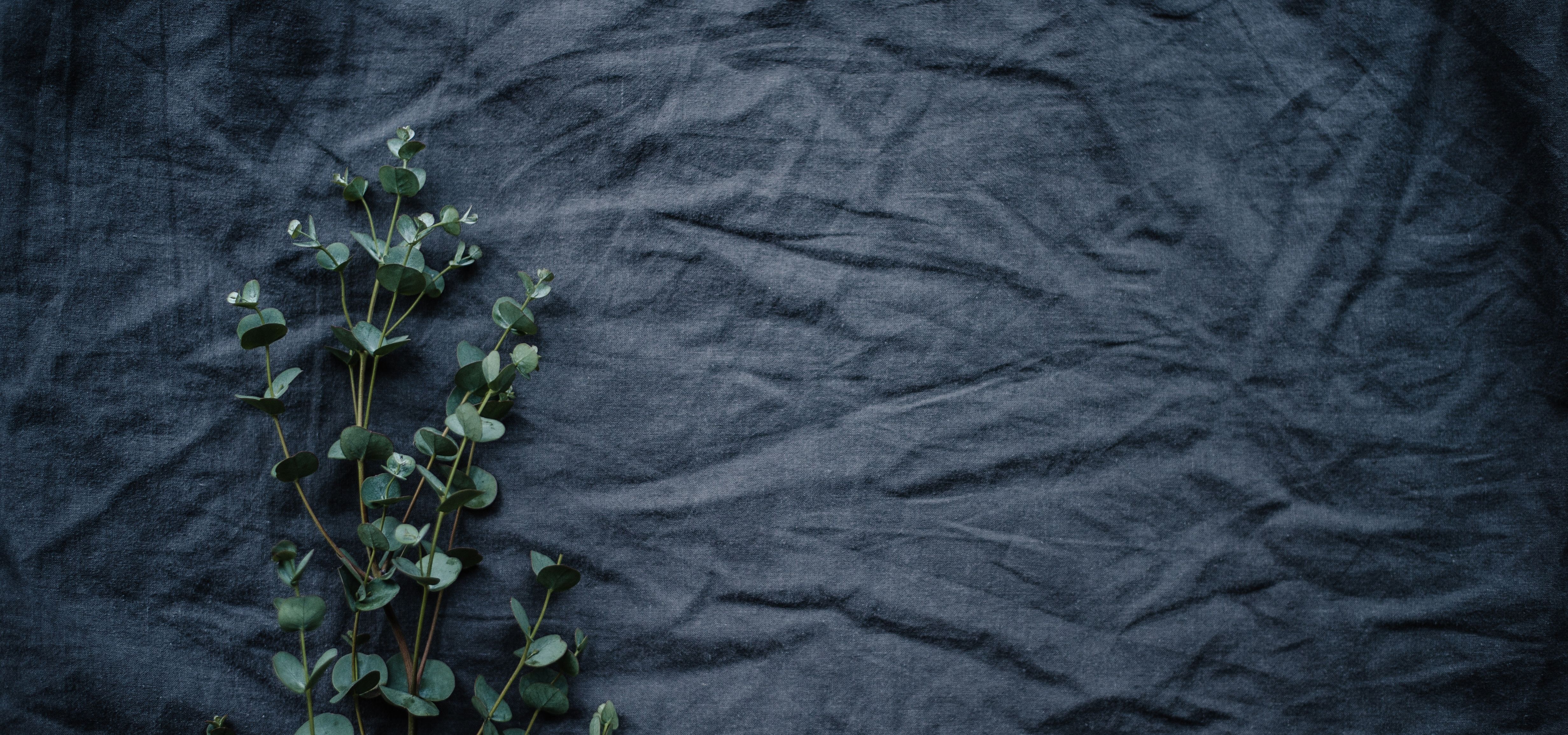 a plant laid on a gray fabric