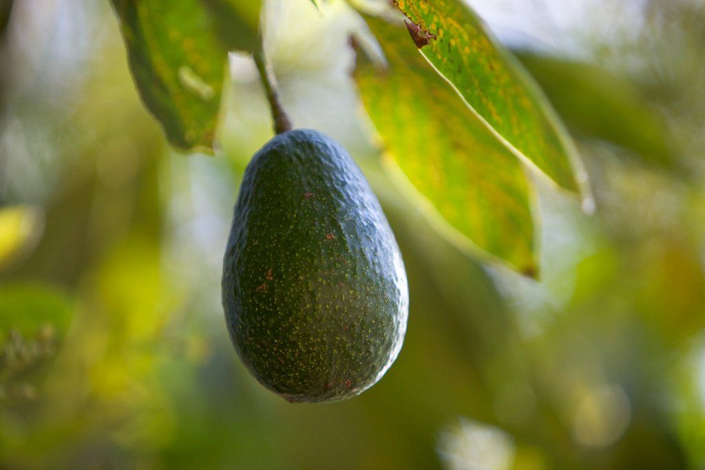 a close up picture of an avocado hanging from a tree